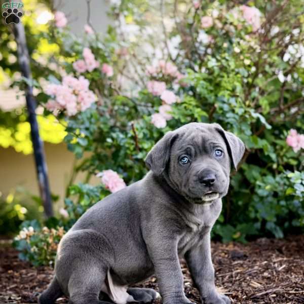 Frank, Cane Corso Puppy